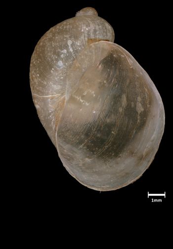 Media type: image;   Malacology 190645 Aspect: apertural